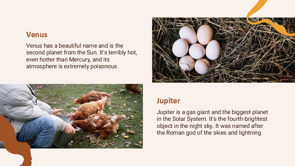 Chicken Farm Theme By Greatppt 31
