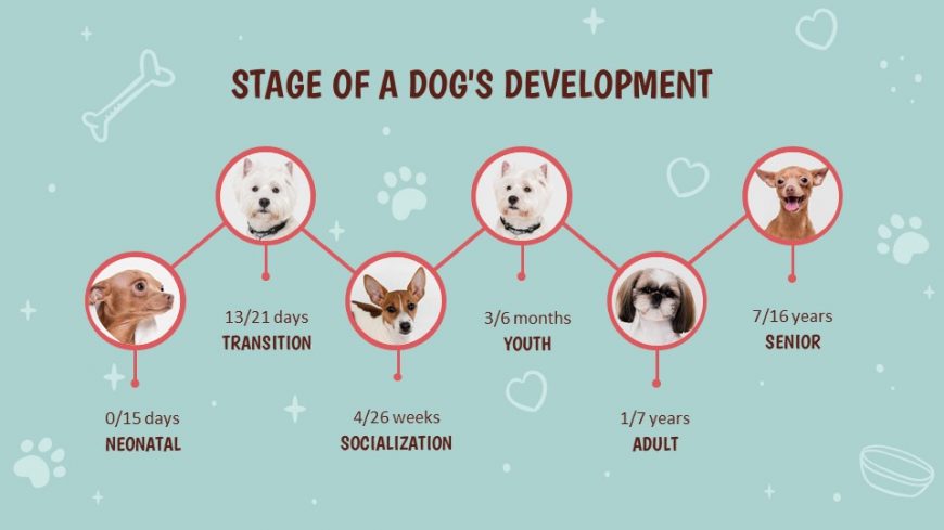 Puppy Training Powerpoint Template