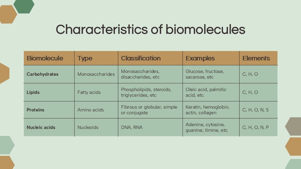 Biochemistry and Biomolecules PowerPoint Template 26