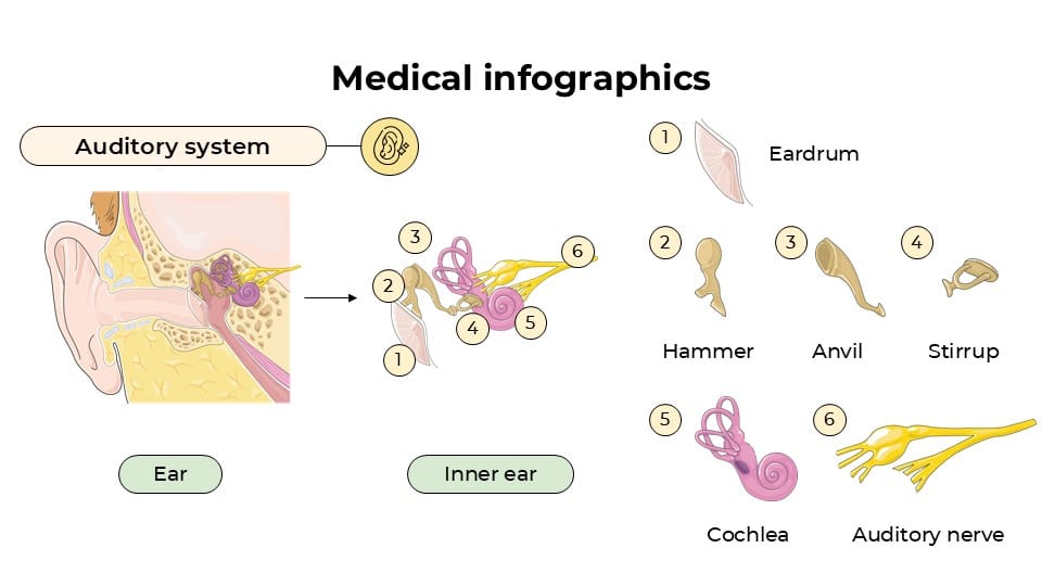 Medical Infographics 4