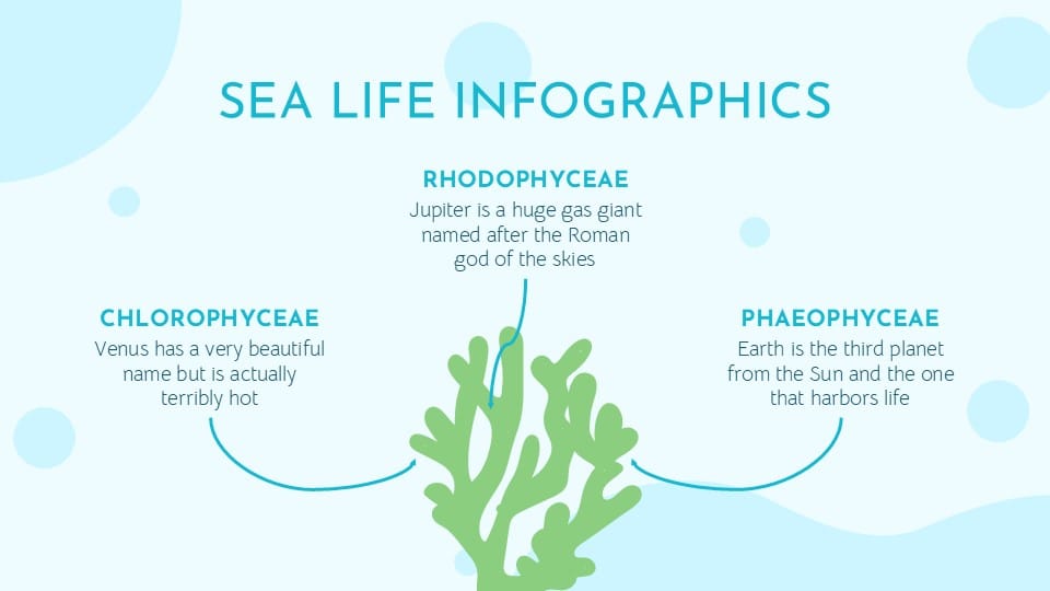 Sea Life Infographics 8