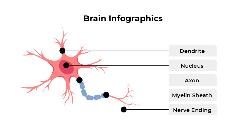 Free Aesthetic Brain Infographics For Powerpoint And Google Slides 18
