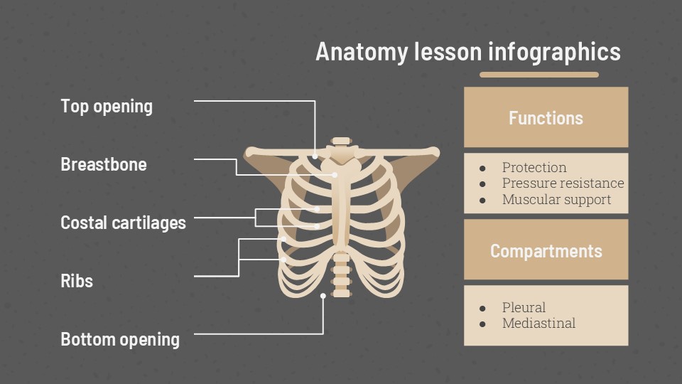 Free Anatomy Lesson Infographics 28
