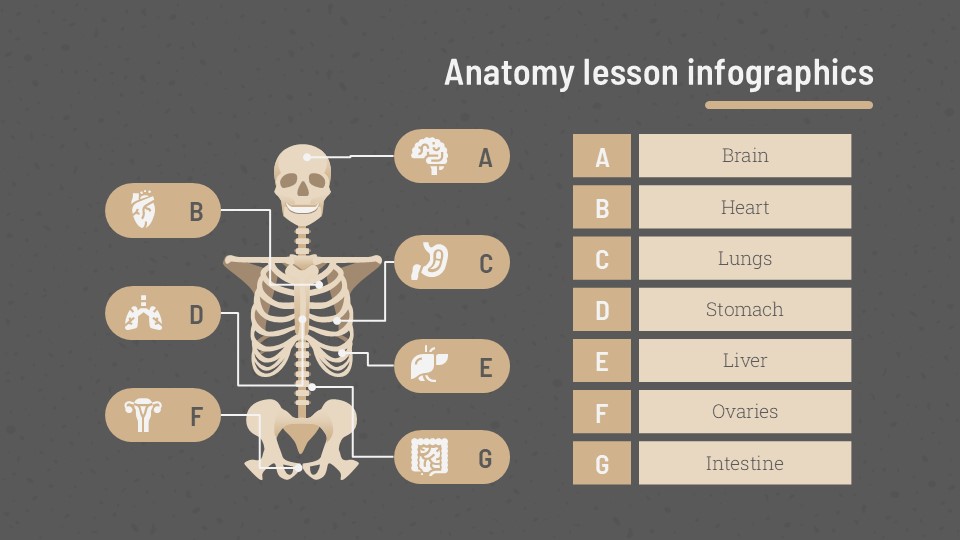 Free Anatomy Lesson Infographics 5