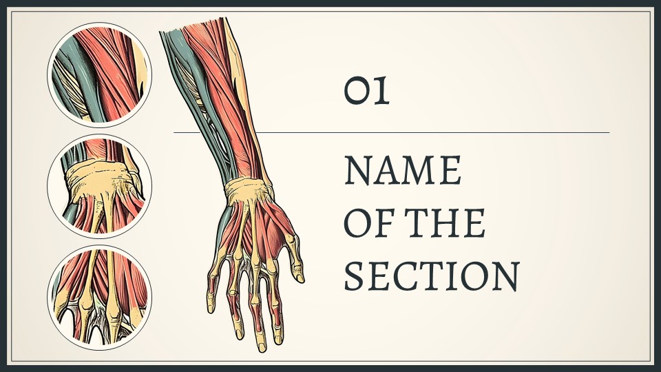 Free Exploring The Human Body System Presentation Theme 3