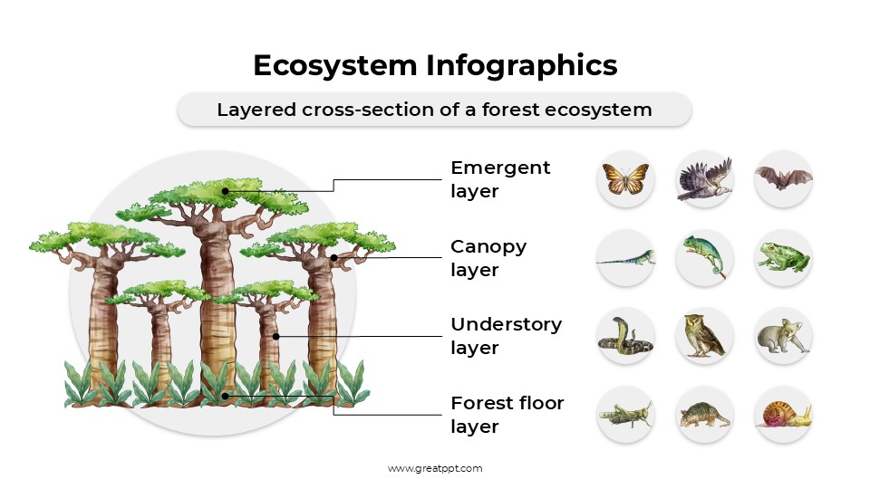 Free Ecosystem Infographics 6
